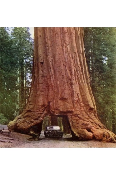 Секвоя гігантська